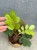 Zamia furfuracea -  (2).jpeg