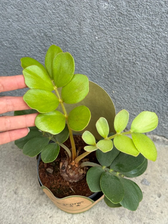 Zamia furfuracea -  (2).jpeg