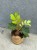 Zamia furfuracea -  (4).jpeg