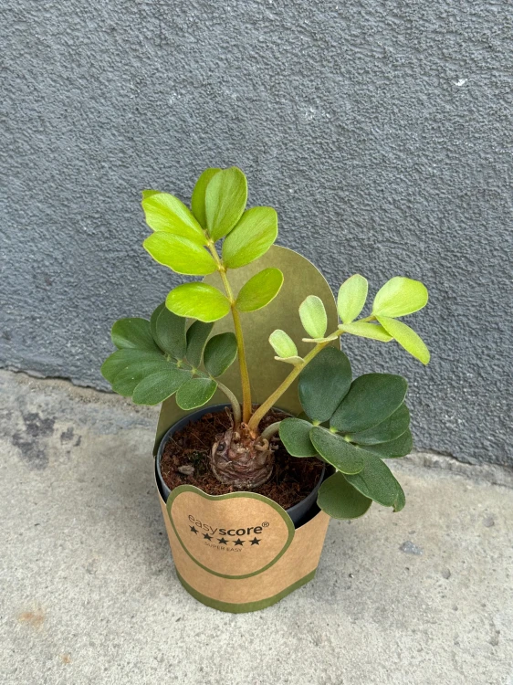 Zamia furfuracea -  (4).jpeg