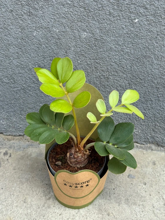 Zamia furfuracea -  (5).jpeg