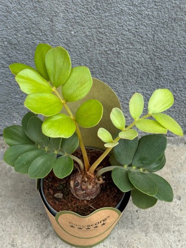 Zamia furfuracea -  (1).jpeg