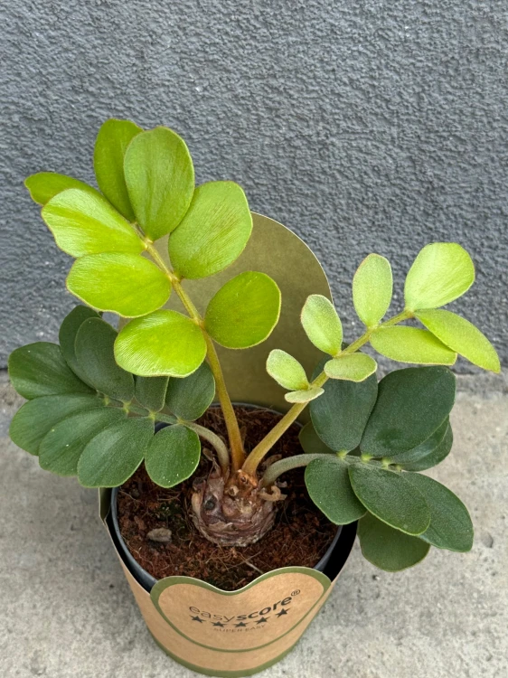 Zamia furfuracea -  (1).jpeg