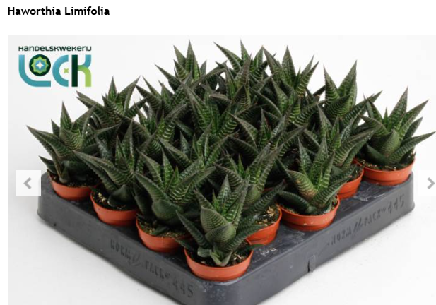 Haworthia Limifolia