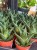 Haworthia Limifolia