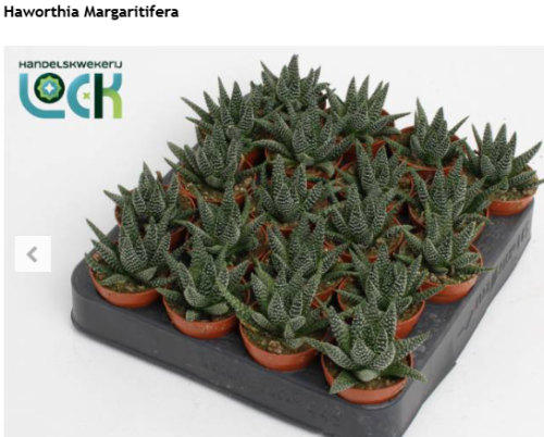 Haworsja perłowa / Haworthia Margaritifera / Haworthia margaritifera