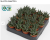 Haworsja perłowa / Haworthia Margaritifera / Haworthia margaritifera