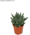 Haworsja / Haworthia Royal Albert / Haworthia 'Royal Albert