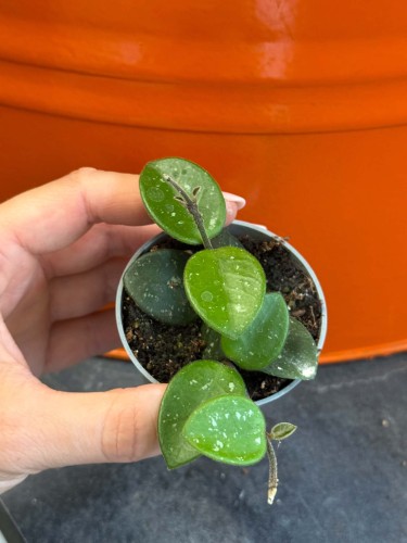 Hoya Hoja Mathilde DØ6cm  (2).jpg