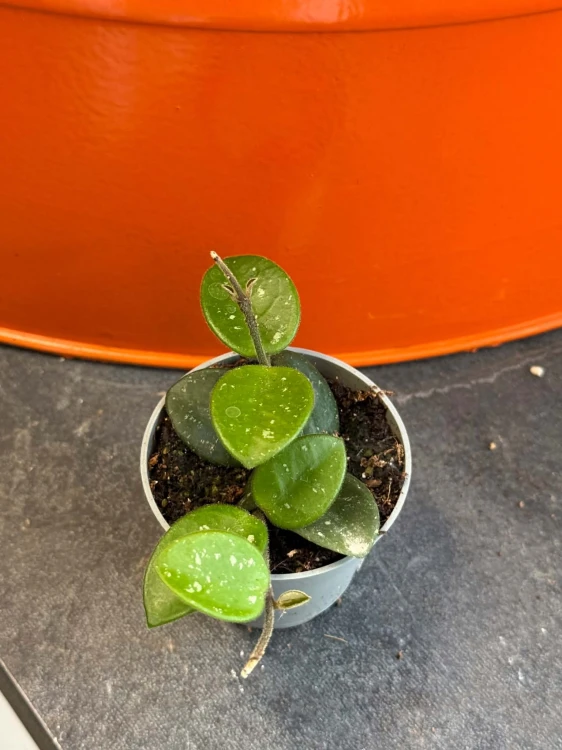 Hoya Hoja Mathilde DØ6cm  (3).jpg