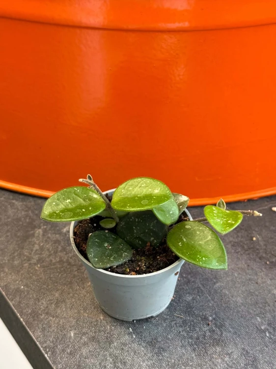 Hoya Hoja Mathilde DØ6cm  (4).jpg