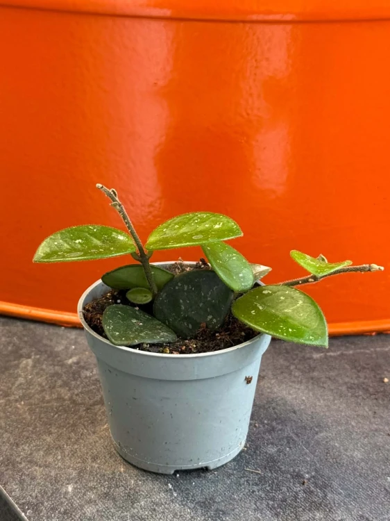 Hoya Hoja Mathilde DØ6cm  (1).jpg