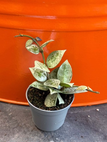 Hoja Hoya krohniana silver eskimo splash