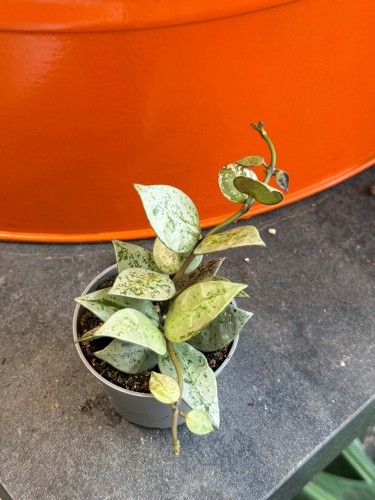 Hoja Hoya krohniana silver eskimo splash