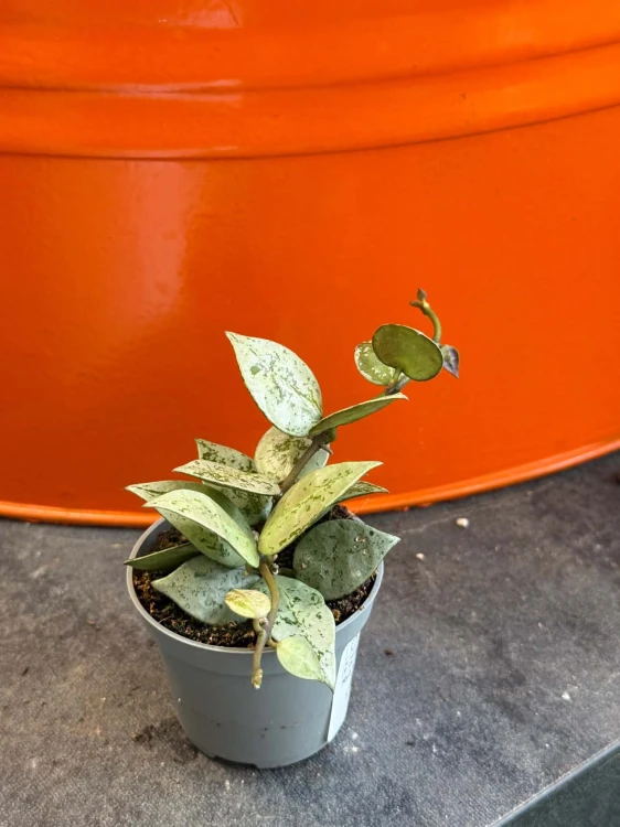 Hoja Hoya krohniana silver eskimo splash