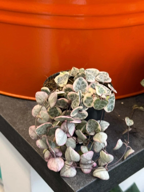 Ceropegia woodii RÓŻOWA Ceropegia variegata  (2).jpg