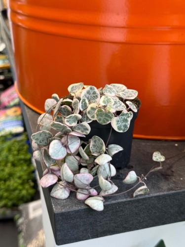 Ceropegia woodii RÓŻOWA Ceropegia variegata  (3).jpg