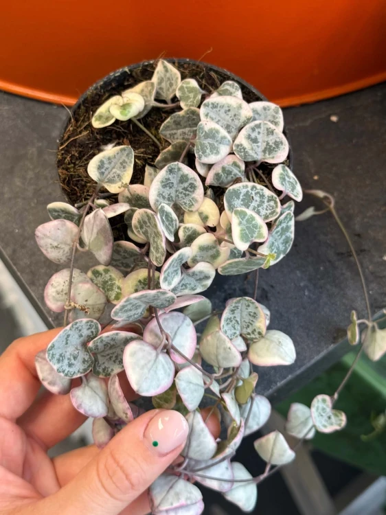 Ceropegia woodii RÓŻOWA Ceropegia variegata  (1).jpg