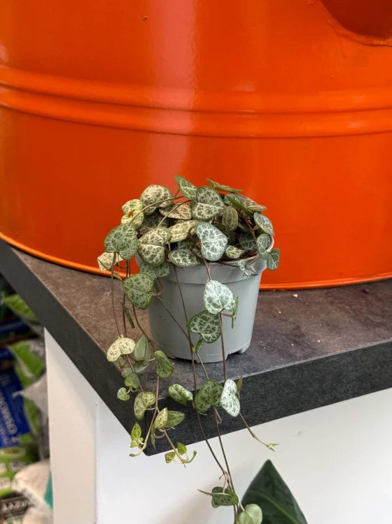 ceropegia woodii SERCA (9).jpg