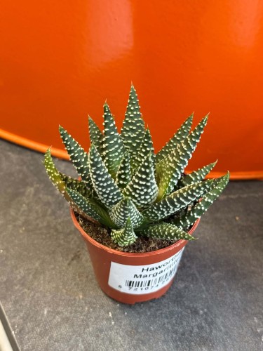 Haworsja perłowa / Haworthia Margaritifera / Haworthia margaritifera