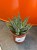 Haworsja perłowa / Haworthia Margaritifera / Haworthia margaritifera