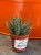 Haworsja perłowa / Haworthia Margaritifera / Haworthia margaritifera