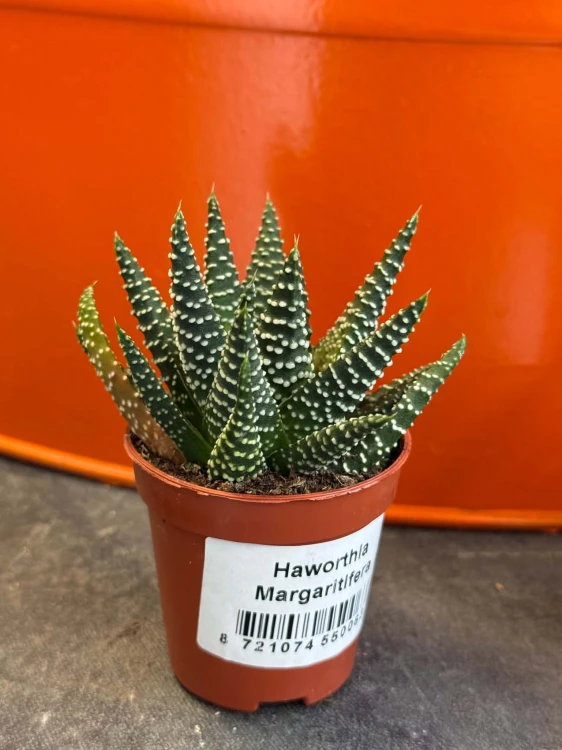 Haworsja perłowa / Haworthia Margaritifera / Haworthia margaritifera