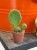 Opuncja  Opuntia Humifusa  Opuntia humifusa (2).jpg