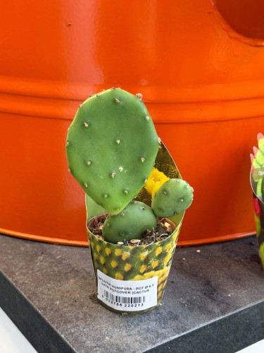 Opuncja  Opuntia Humifusa  Opuntia humifusa (1).jpg
