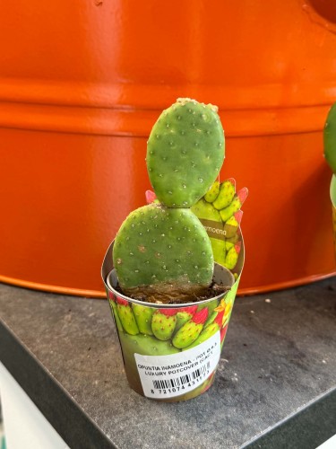 Opuncja  Opuntia Inamoena  Opuntia inamoena D (2).jpg