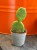 Opuncja  Opuntia Inamoena  Opuntia inamoena D (1).jpg