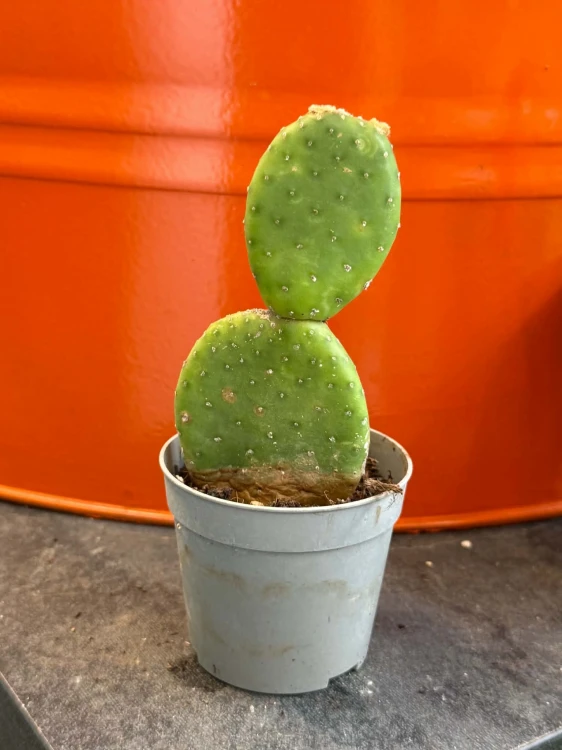 Opuncja  Opuntia Inamoena  Opuntia inamoena D (1).jpg