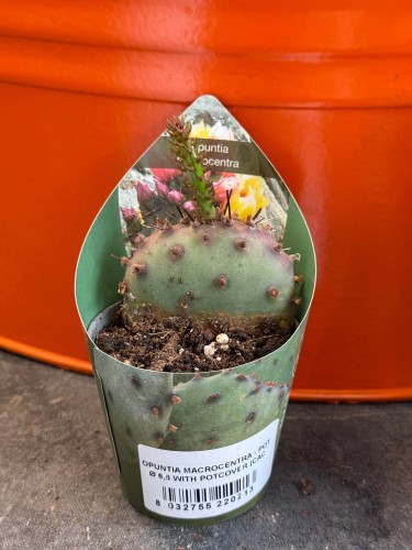 Opuncja fioletowa  Opuntia Macrocentra  Opuntia macrocentra (1).jpg