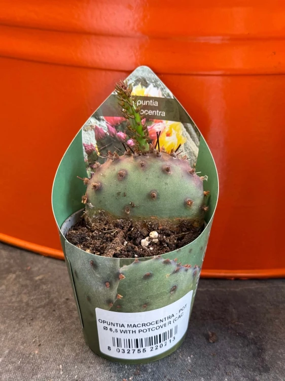 Opuncja fioletowa  Opuntia Macrocentra  Opuntia macrocentra (1).jpg