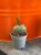 Opuncja fioletowa  Opuntia Macrocentra  Opuntia macrocentra (2).jpg