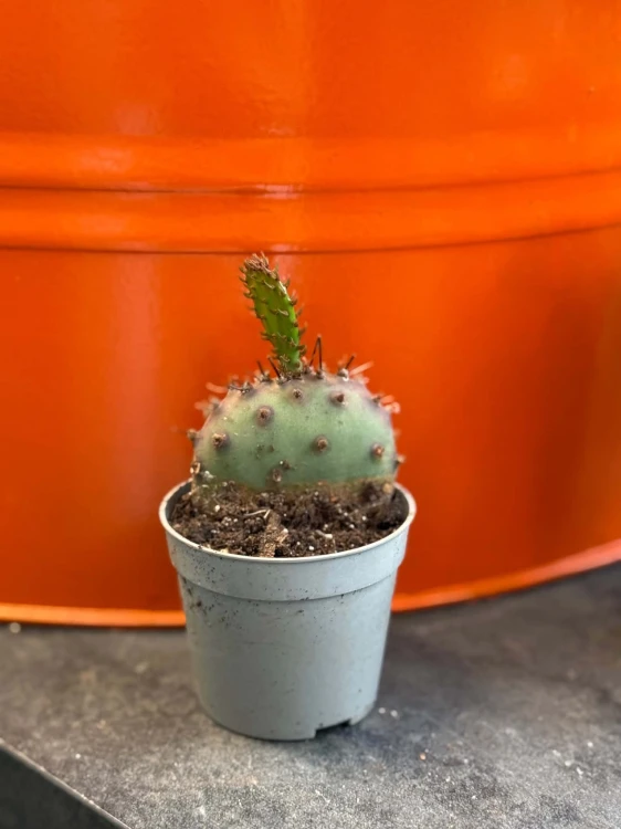 Opuncja fioletowa  Opuntia Macrocentra  Opuntia macrocentra (2).jpg