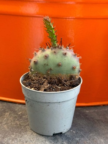 Opuncja fioletowa  Opuntia Macrocentra  Opuntia macrocentra (3).jpg