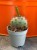 Opuncja fioletowa  Opuntia Macrocentra  Opuntia macrocentra (3).jpg