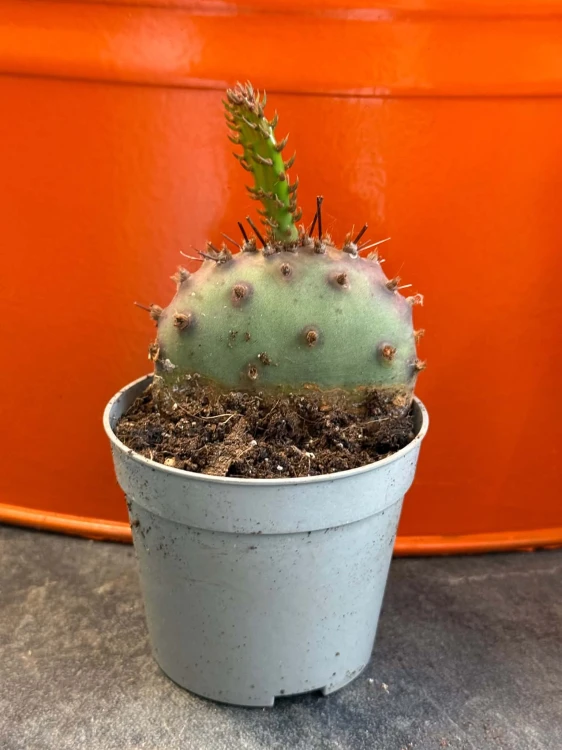 Opuncja fioletowa  Opuntia Macrocentra  Opuntia macrocentra (3).jpg
