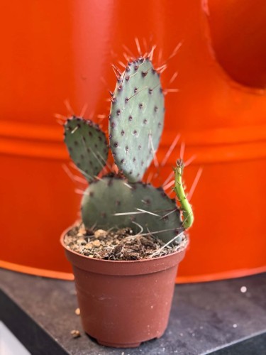 Opuncja fioletowa  Opuntia Macrocentra  Opuntia macrocentra (5).jpg