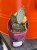Opuncja fioletowa  Opuntia Macrocentra  Opuntia macrocentra (6).jpg