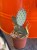 Opuncja fioletowa  Opuntia Macrocentra  Opuntia macrocentra (4).jpg