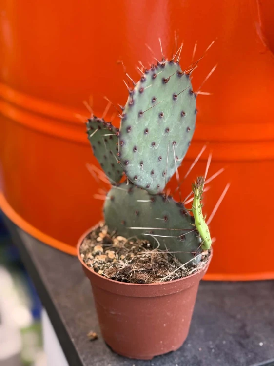 Opuncja fioletowa  Opuntia Macrocentra  Opuntia macrocentra (4).jpg