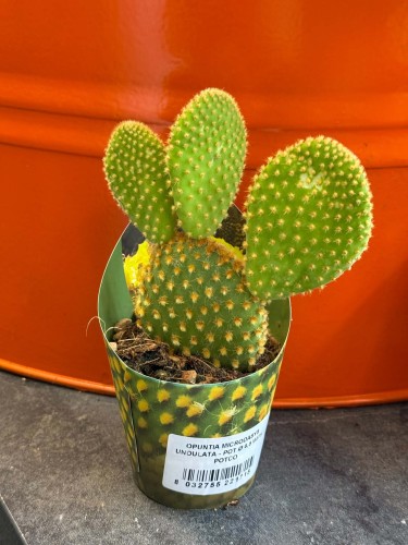 Opuntia microdasys 'Yellow' opuncja DØ6,5c (2).jpg