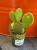Opuntia microdasys 'Yellow' opuncja DØ6,5c (2).jpg