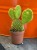 Opuntia microdasys 'Yellow' opuncja DØ6,5c (1).jpg