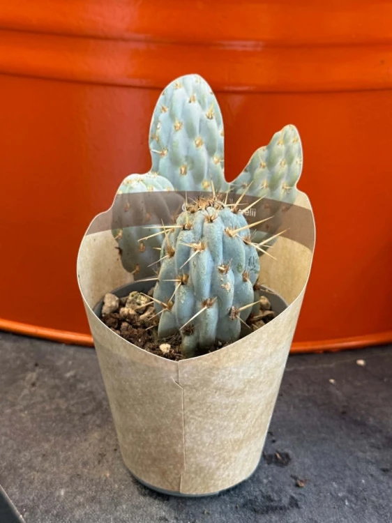 Opuncja  Opuntia Miquelii  Opuntia miquelii (2).jpg