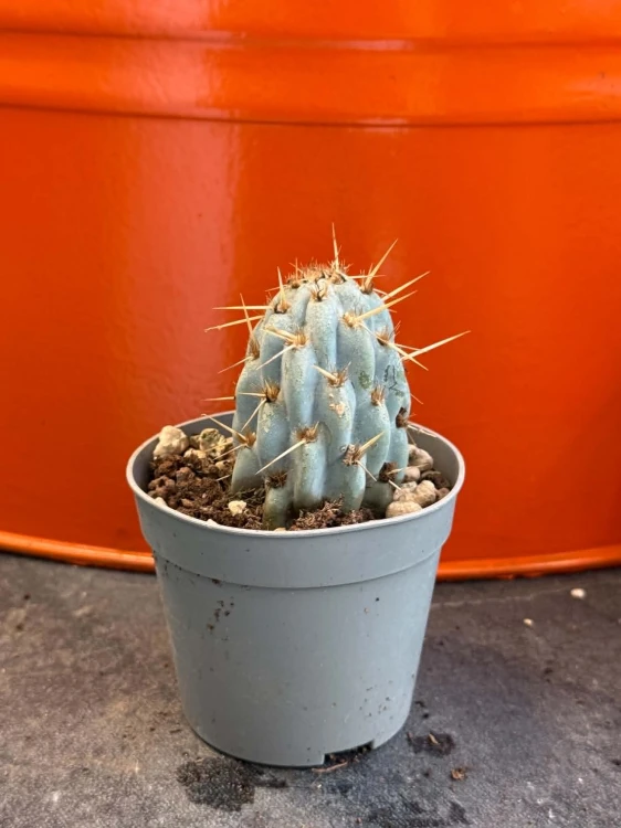 Opuncja  Opuntia Miquelii  Opuntia miquelii (3).jpg