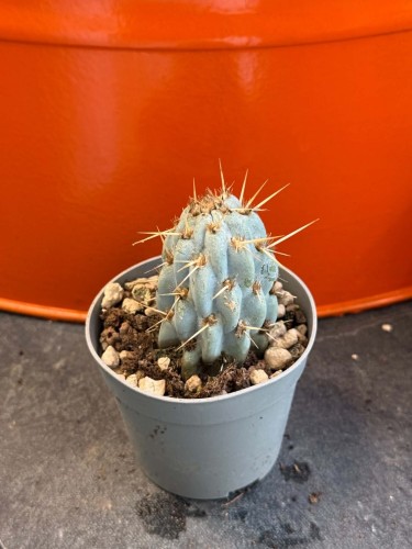 Opuncja  Opuntia Miquelii  Opuntia miquelii (4).jpg
