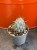 Opuncja  Opuntia Miquelii  Opuntia miquelii (4).jpg
